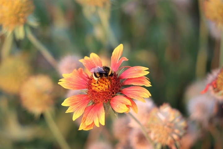 bee on a blanket flower