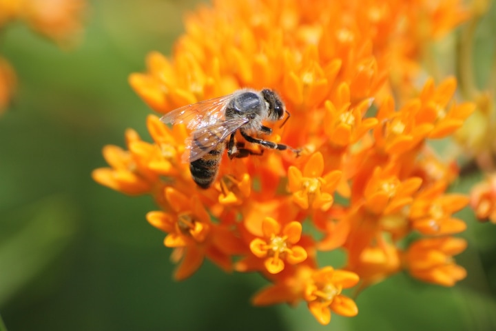 bee on a butterfly weed