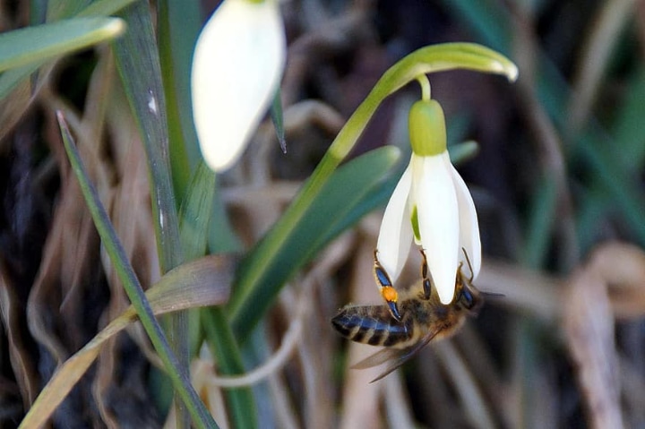 bee on a snowdrop flower