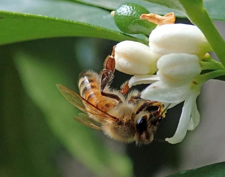 bee on citrus flower