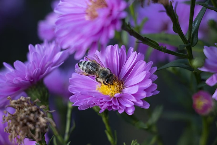 bee on flower