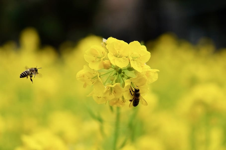 bees in a flower field
