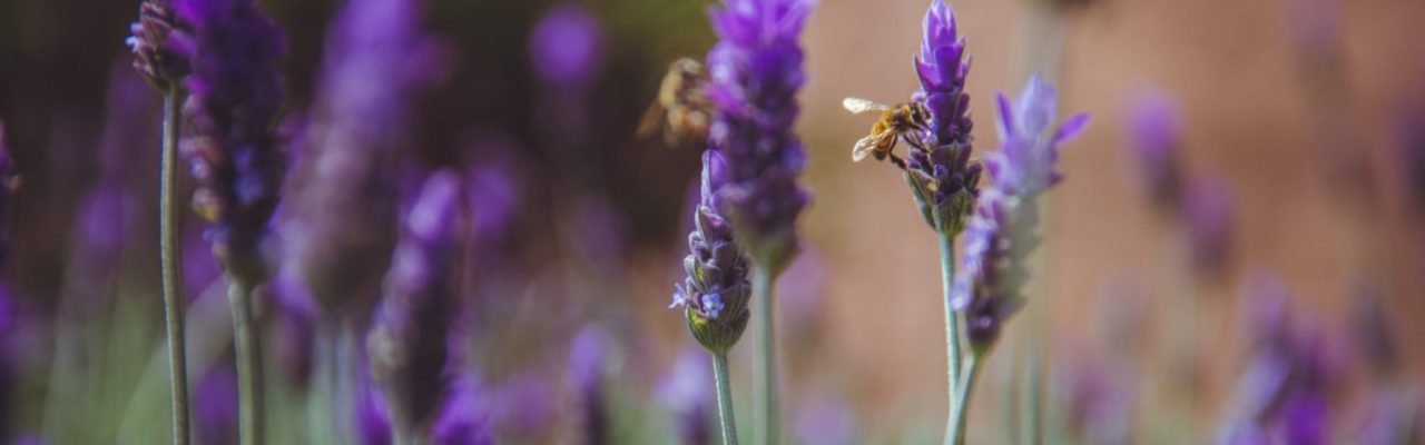 bees on lavender flowers