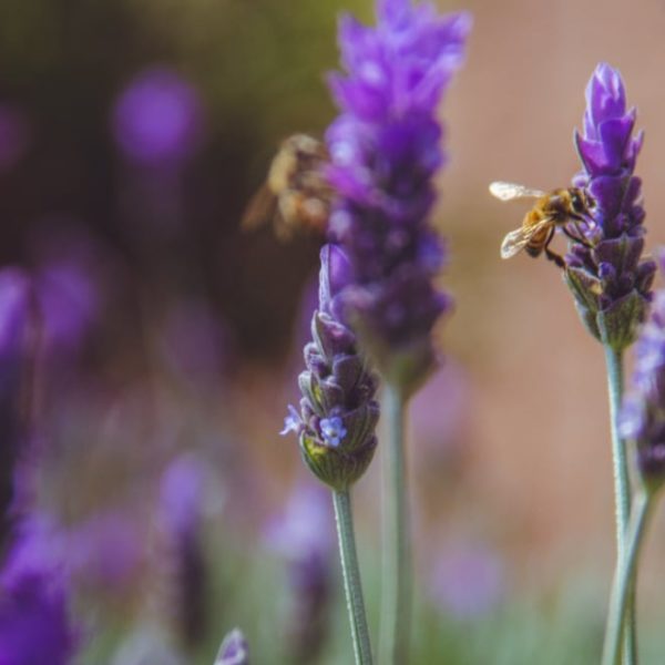 bees on lavender flowers