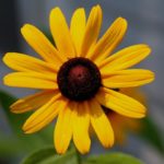 black eyed susan for bees