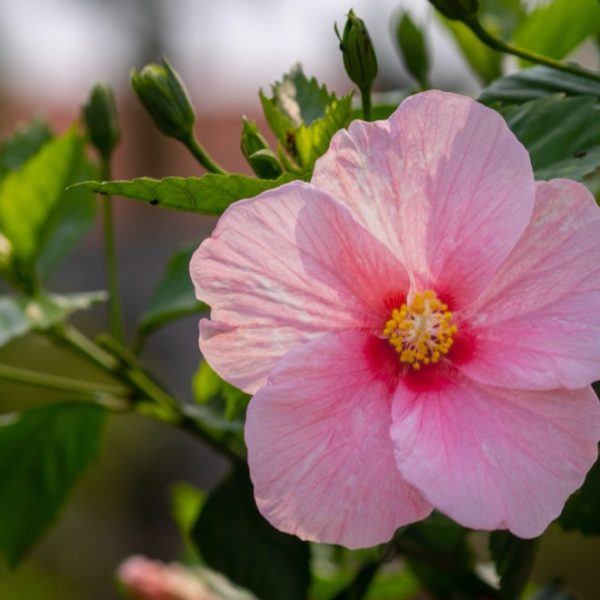 blooming pink hibiscus flower