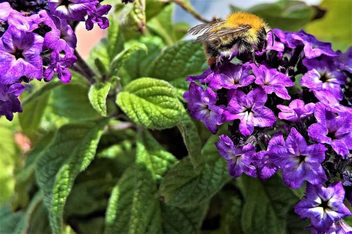 common heliotrope with a bee