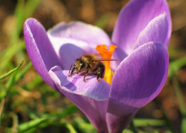 crocus flowers for bees