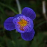 crocus flower