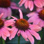 echinacea flower for bees