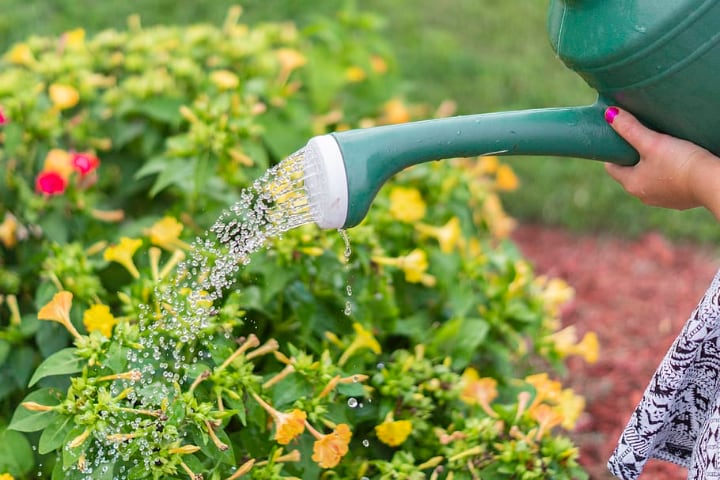 how to grow flowers for bees