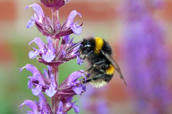 salvia plants that pollinators love