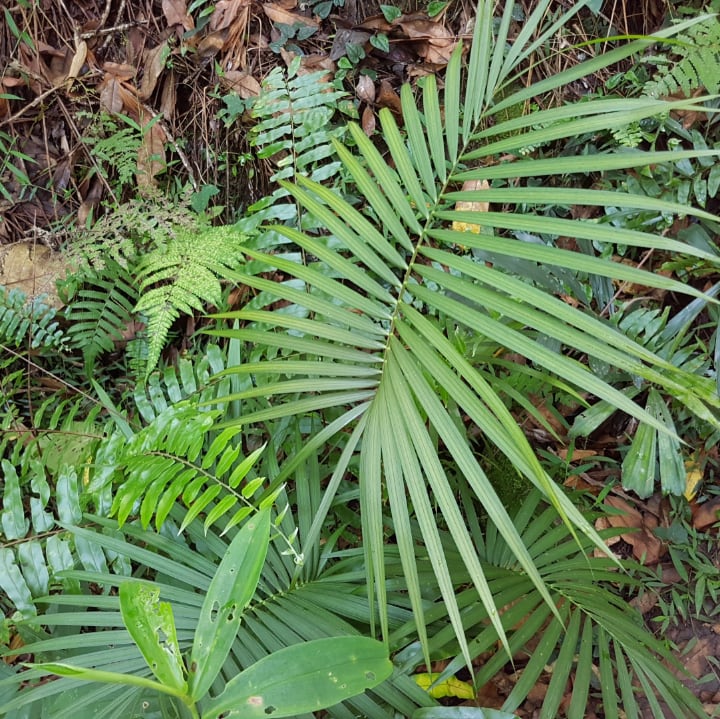 rattan palm