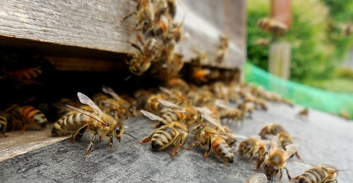 undisturbed bees house