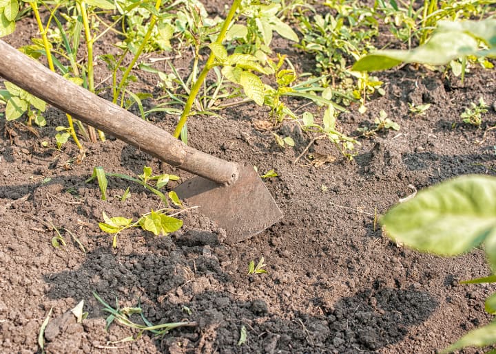 adding top soil to potato plants