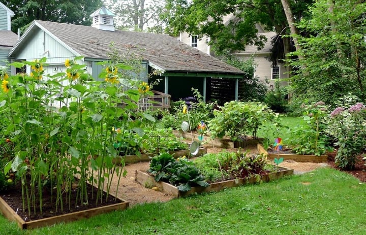 backyard garden