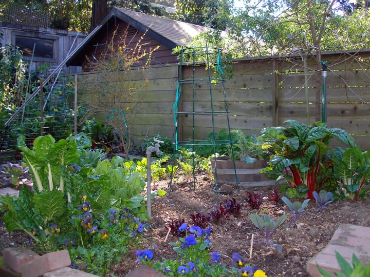 backyard vegetable garden