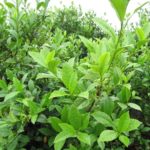 camellia sinensis