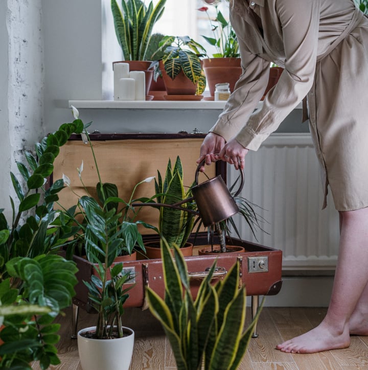 caring for indoor plants