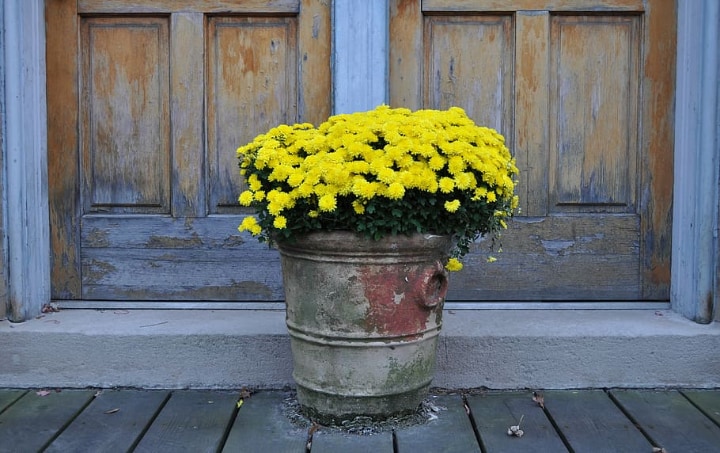 chrysanthemums at home