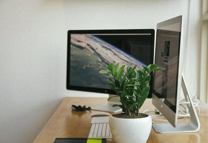 desk plant