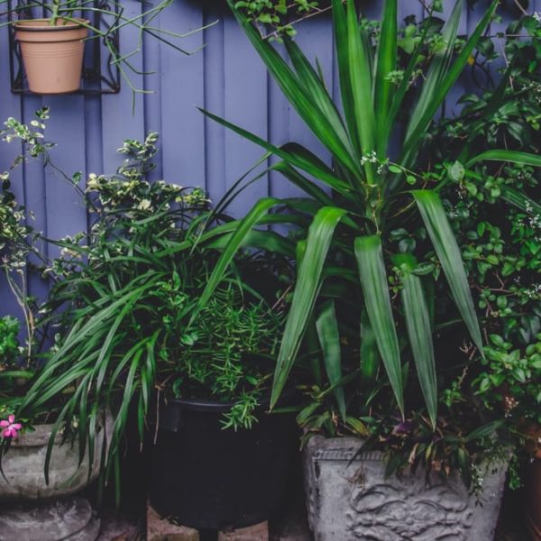 destressing indoor plants you need