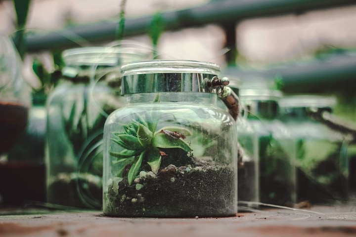 fairy garden terrarium container