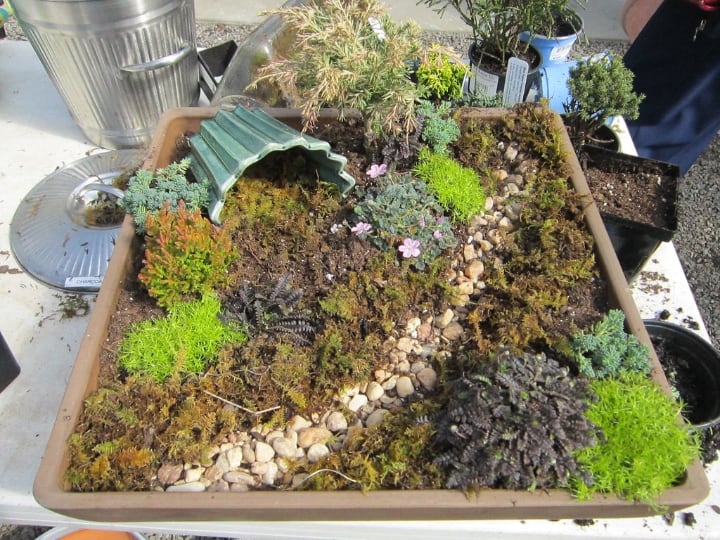 fairy garden with plants pebbles