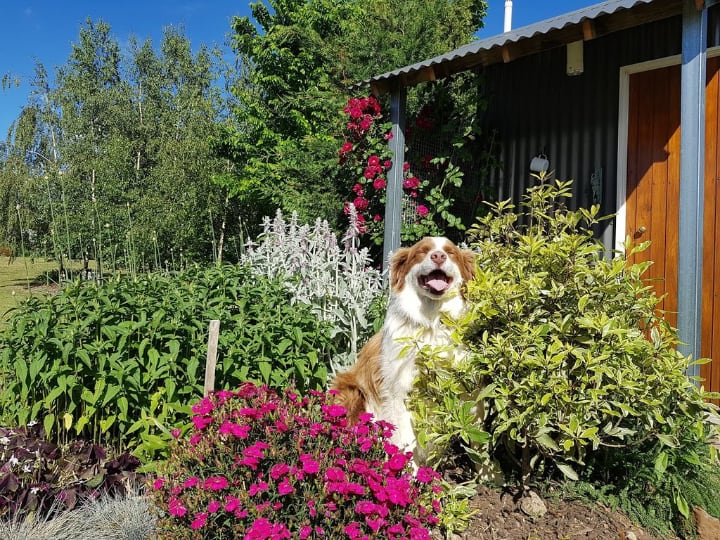 happy dog in the backyard