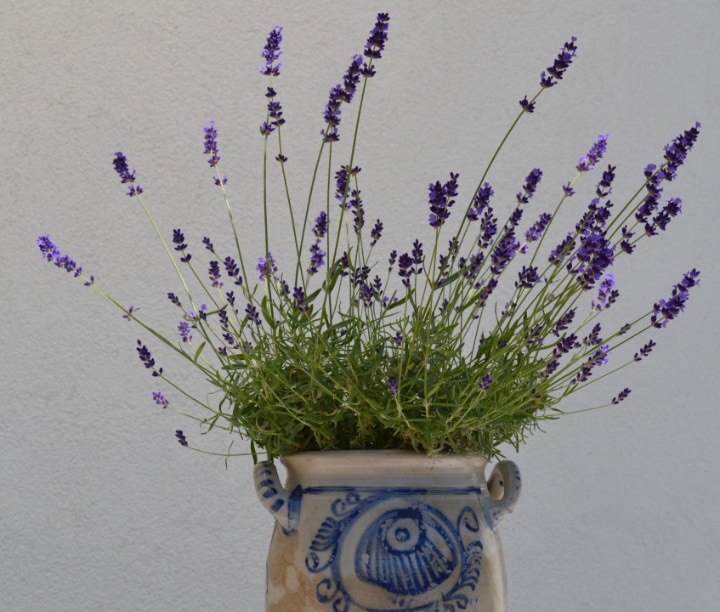 lavender plant at home