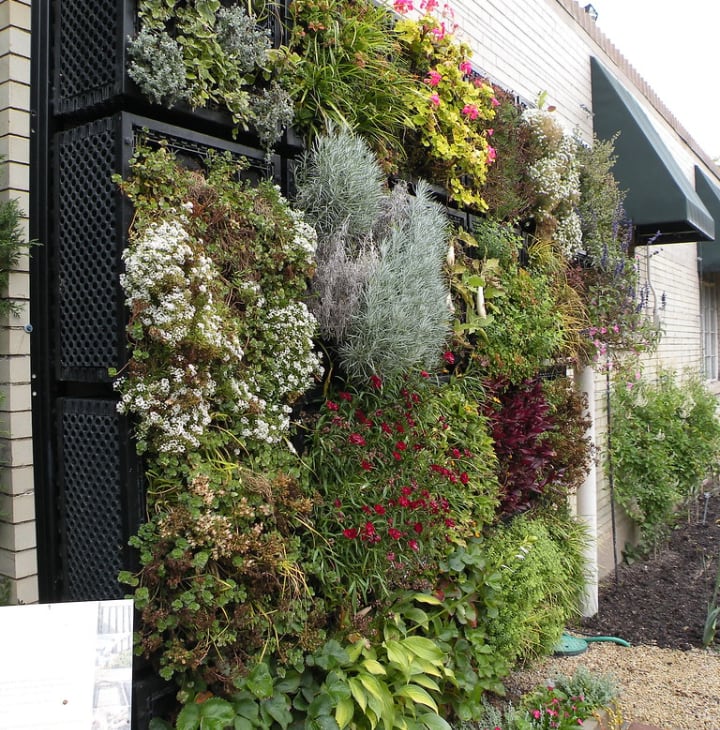 living wall garden in the backyard