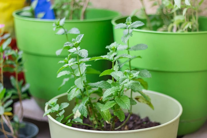 mint plant on small pot