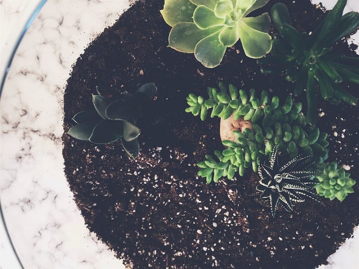 planting succulents on terrarium