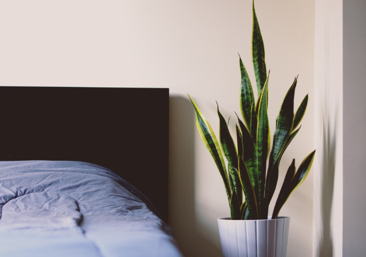 snake plant on night stand