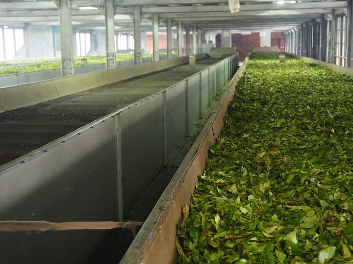 tea fermenting