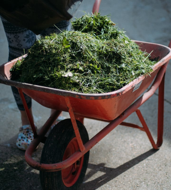 using a wheelbarrow to empty grass box in the garden