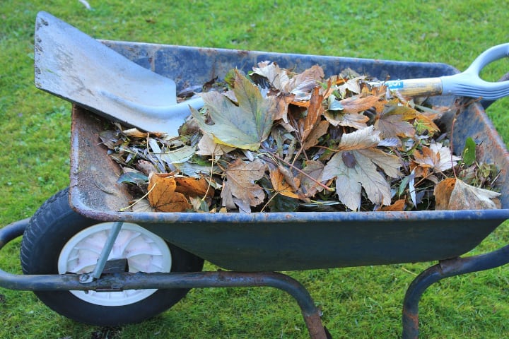 wheelbarrow filled with leaves