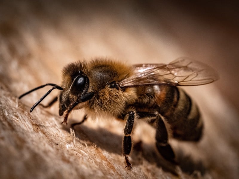 Africanized Bees