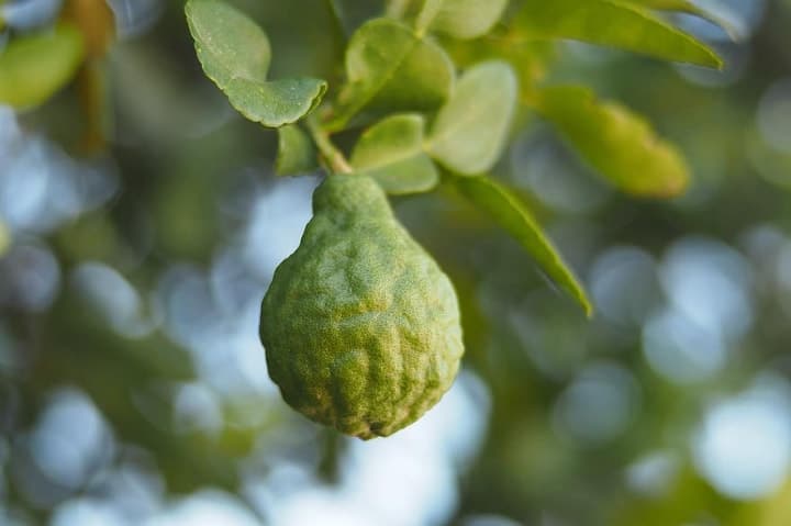 bergamot fruit on tree