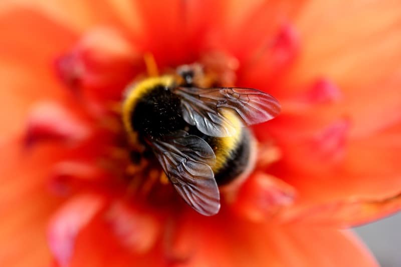 types of bee bumblebee