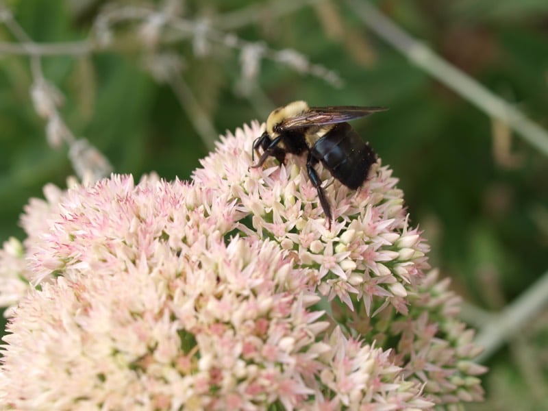 carpenter bees