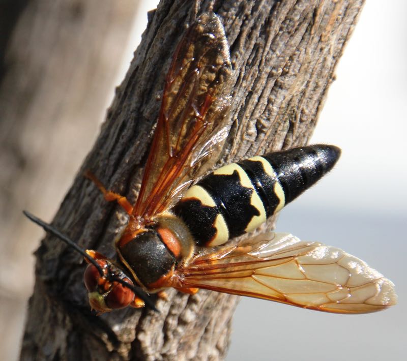 cicada killer wasps