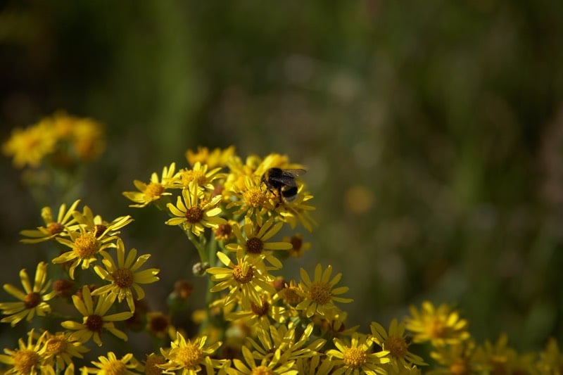 digger bees