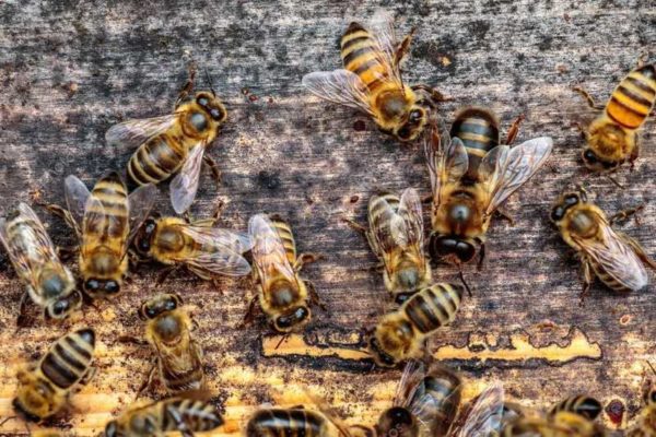 28 Types of Bees and Wasps Explained with Bee Hive Hierarchy