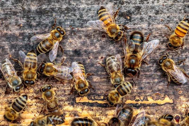 drone bees