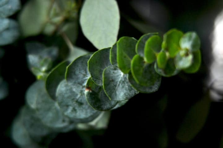 eucalyptus leaf