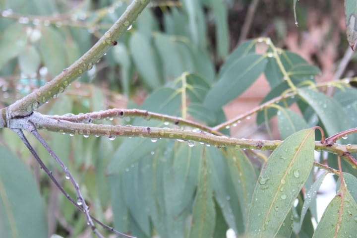 eucalyptus plant watered