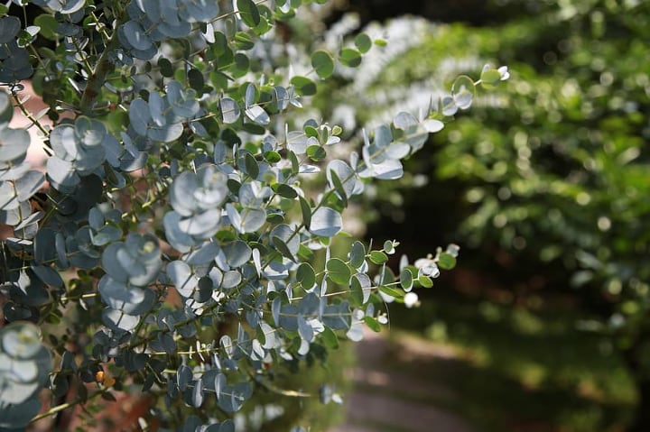 eucalyptus plant