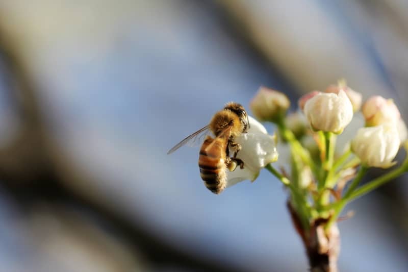 types of bee honeybee