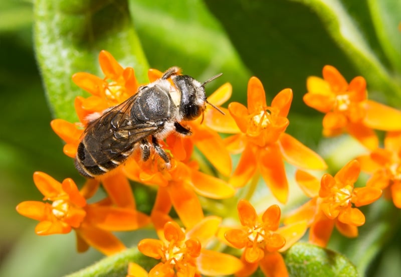 leafcutter bees